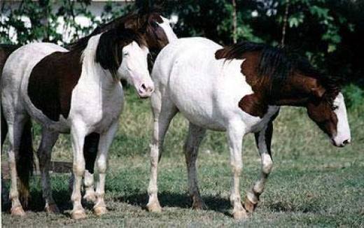 Abaco Barb Horses